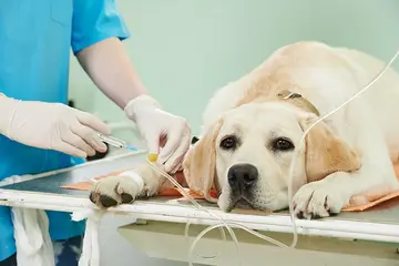 B. Sc. in Veterinary Science & Animal Husbandry